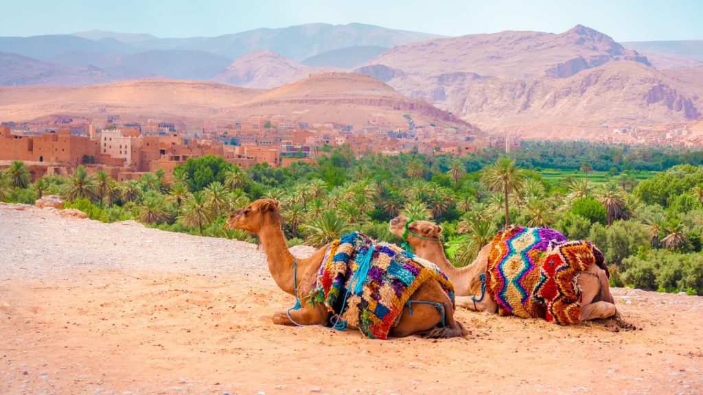 Camellos en el viaje en moto por Marruecos